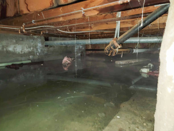 Best 24-hour water damage restoration  in Indian Head, MD